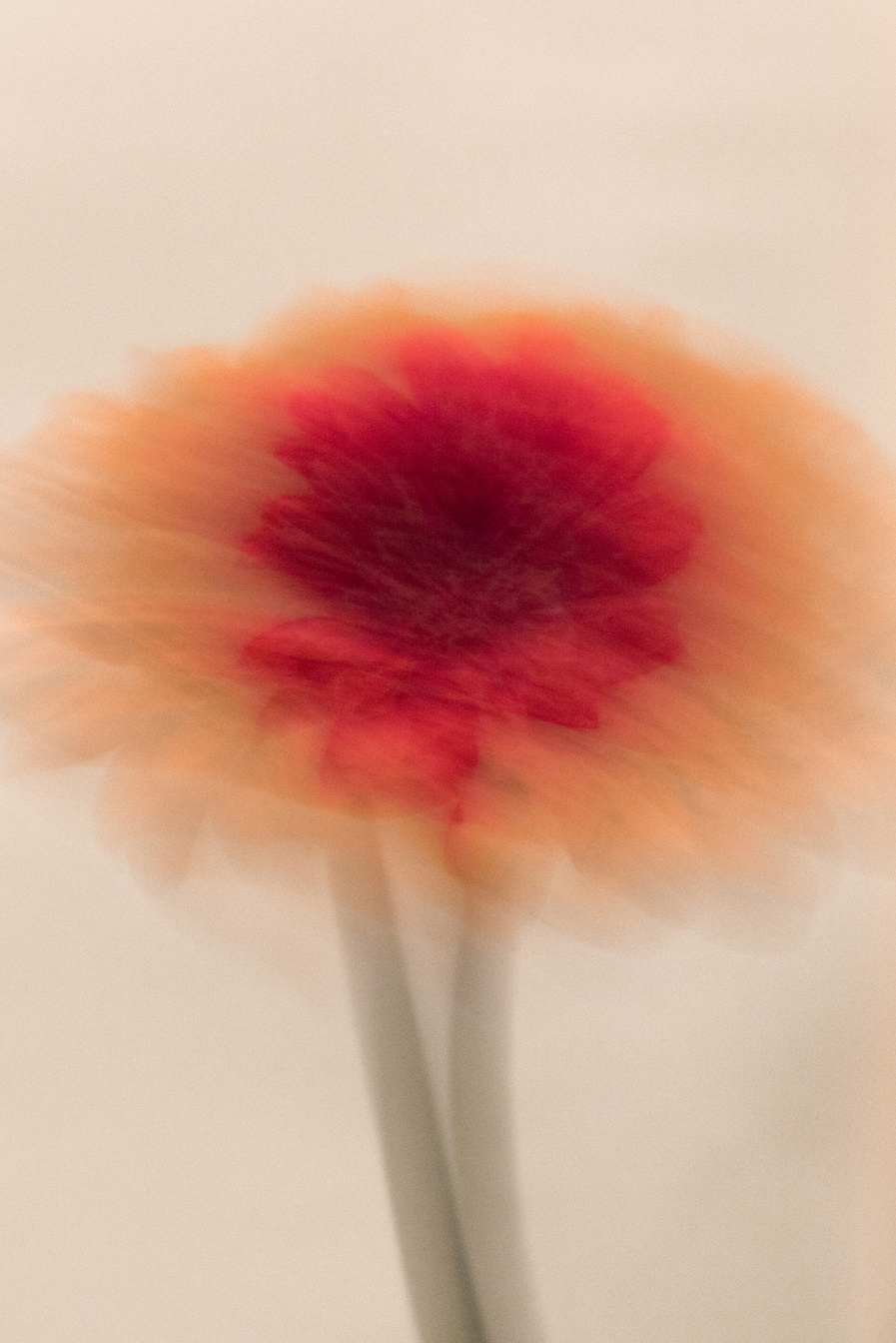 Blurry Orange Flower